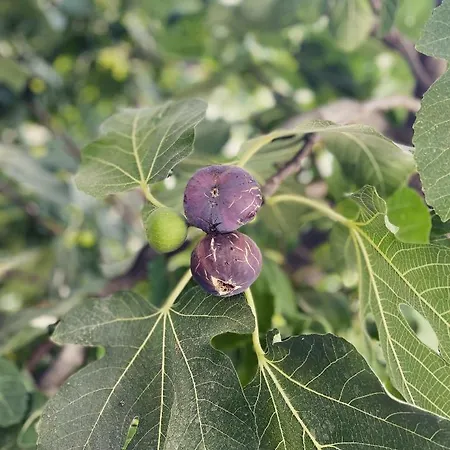 Fig&olive Luxury One Bedroom Boutique In Pachna Limassol