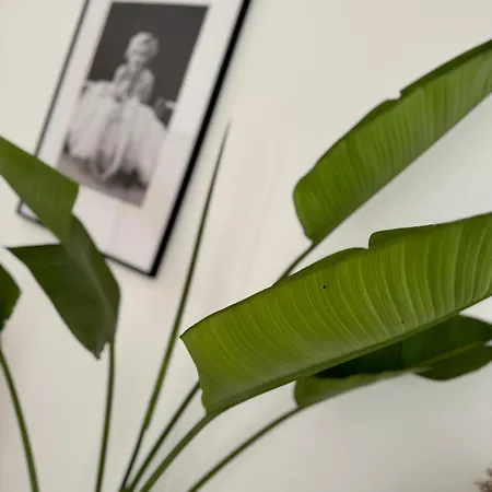 Fig&olive Luxury One Bedroom Boutique In Pachna * לימסול