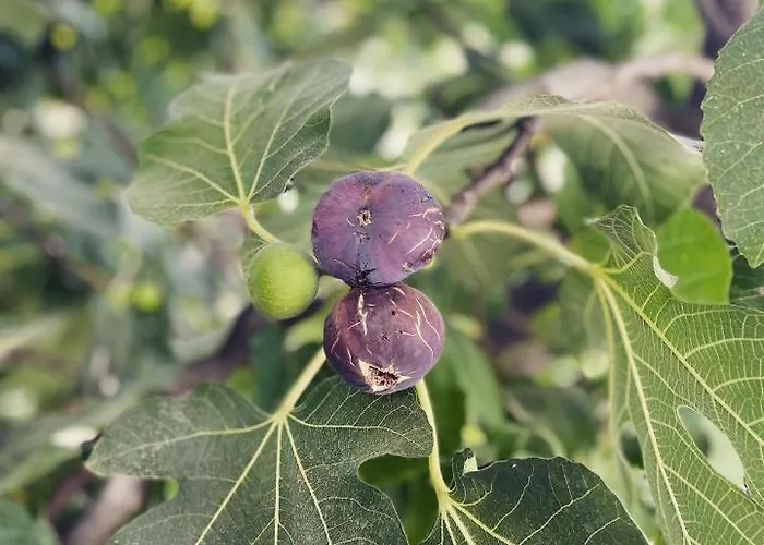 Fig&olive Luxury One Bedroom Boutique In Pachna Limassol