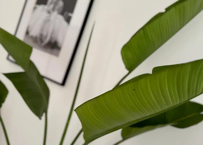 Fig&olive Luxury One Bedroom Boutique In Pachna * Lemesos